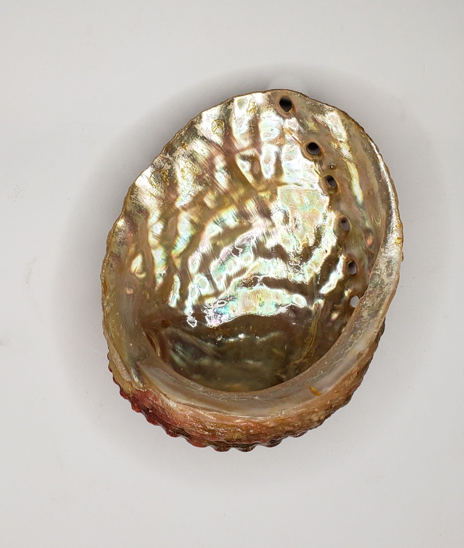 Abalone in Shell